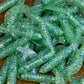 Mojito Mint OTR. 25 pack grubs